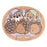 Pre-Order Tokyo Disney Resort 2024 Chip & Dale Sleeping Room Mat